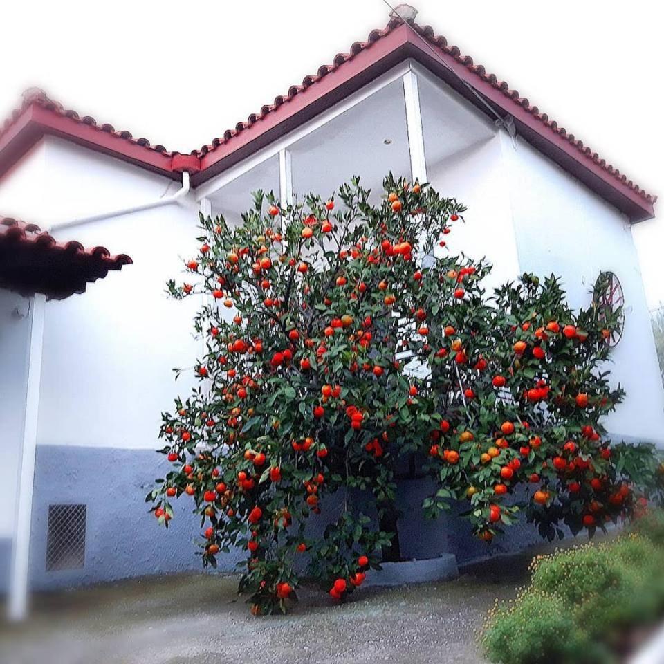 PalaiónTsiflíkion Dimos Bungalows מראה חיצוני תמונה